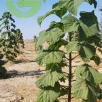 Complete training on Paulownia cultivation